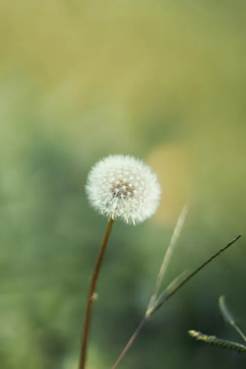 🌿 Allergies printanières : quand les pollens irritent vos yeux, Lyon, Docteur Ygal Boujnah